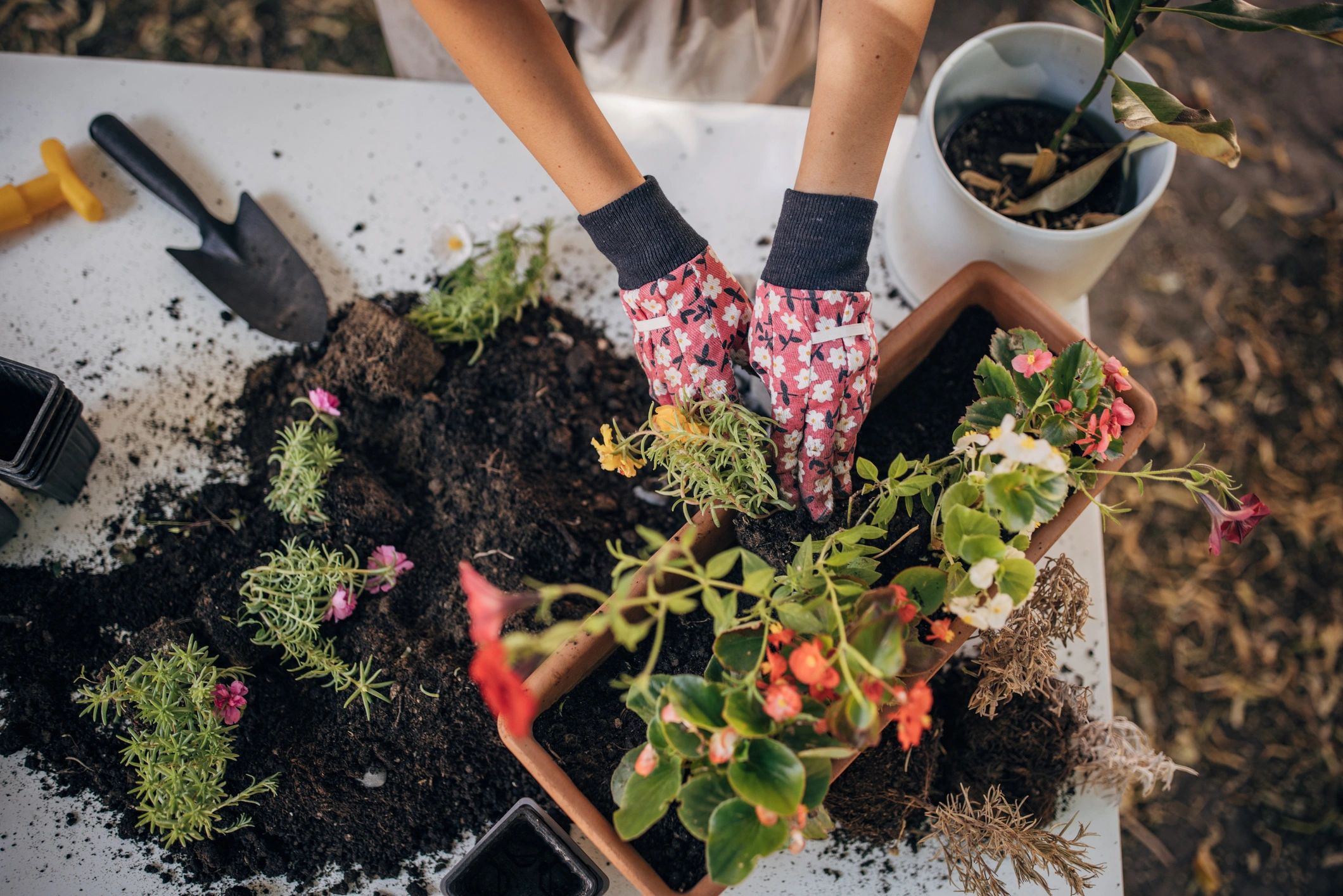 Homeowner working with plants in a backyard garden bed